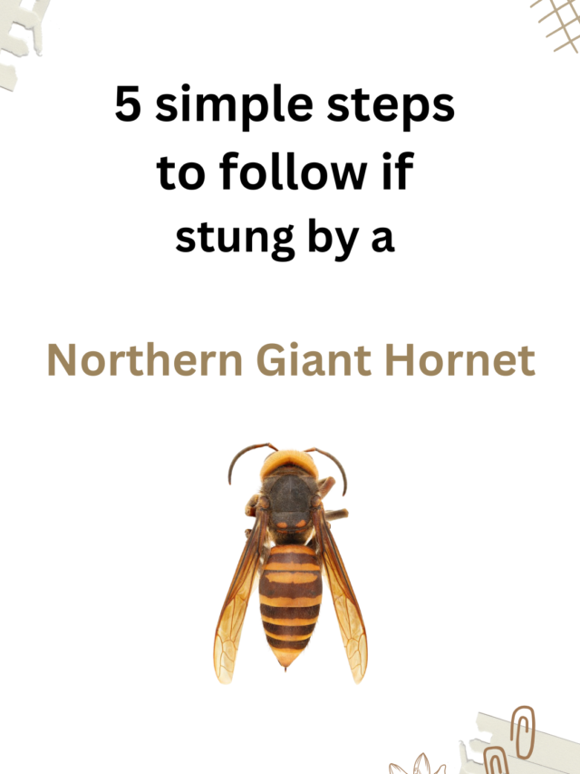 5 simple steps to follow if stung by a Northern Giant Hornet