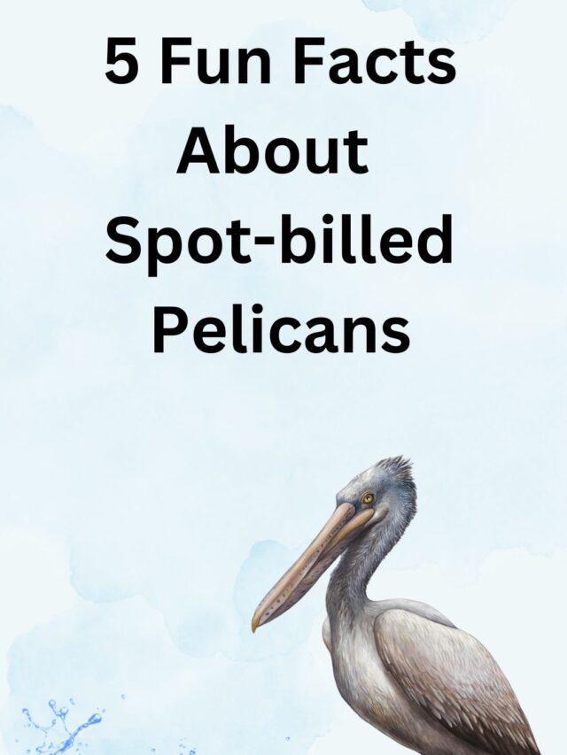 5 Fun Facts About Spot-billed Pelicons